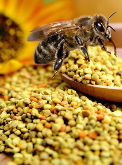 Bijenpollen of stuifmeel kopen bij de imker is goed voor je energie. Stuifmeel bestellen doe je voor extra antioxidanten.