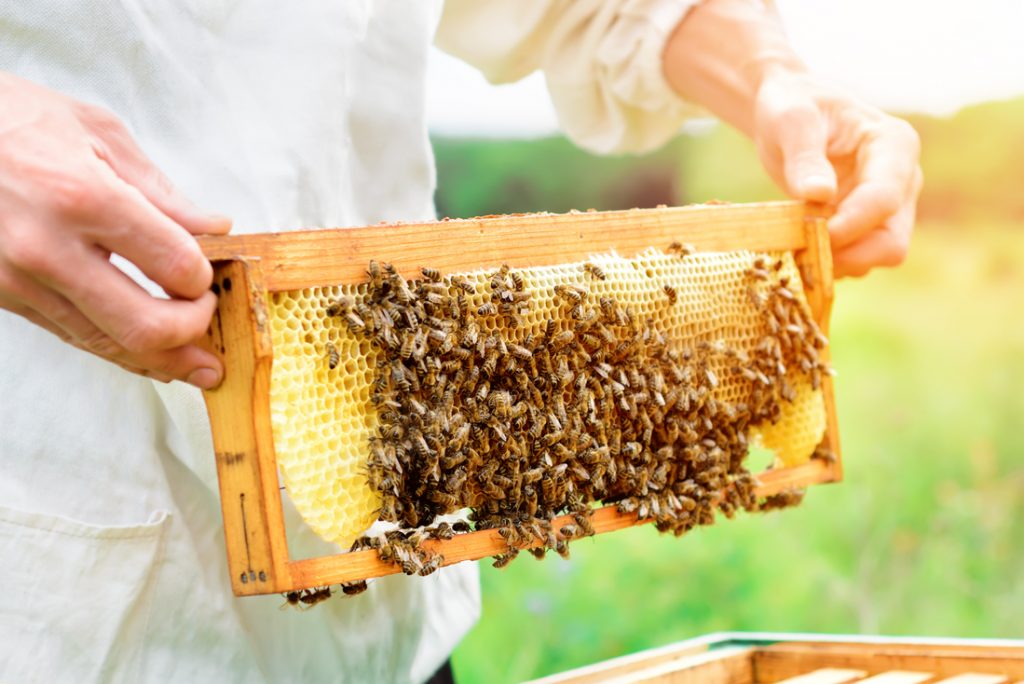 Wat is echte honing? Echte honing is gemaakt door bijen van nectar uit bloemen.