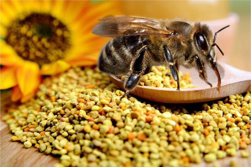 Op deze afbeelding zie je een bij die klontjes bijenpollen heeft verzameld voor een gezond voedingspatroon.