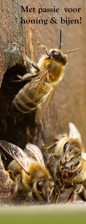 Op deze afbeelding zie je hoe bijen echte imkerhoning maken. Deze honing kan je hier online bestellen.
