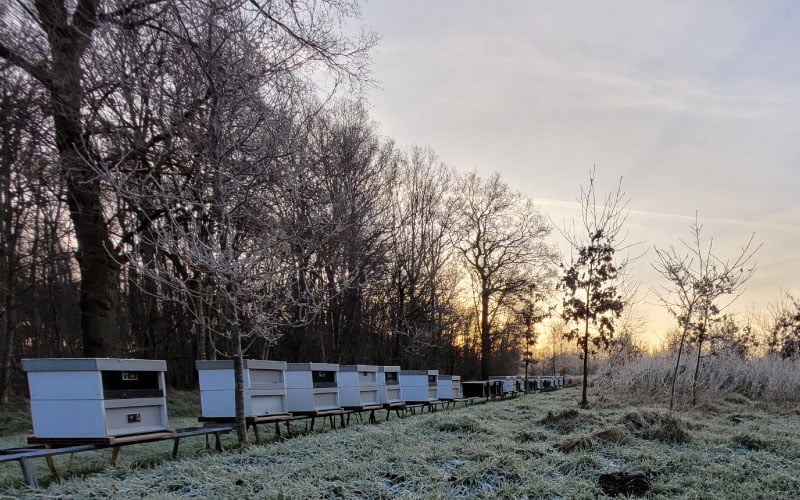Een standplaats bijenvolken in winteropstelling voor de varroabehandling met oxaalzuur.