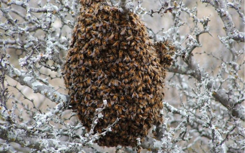 Een bijenzwerm hangt zonder bescherming buiten in de winter koude vorst