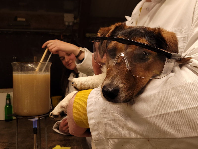 Ook Pluk De Hond Is Van Te Partij Bij Het Bierbrouwen