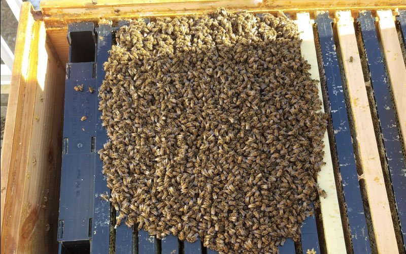 Een overwinterende wintertros met bijen in een open gemaakte bijenkast