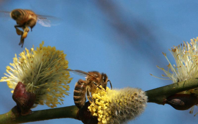 Honingbijen Verzamelen Stuifmeel Van De Wilgenkatjes
