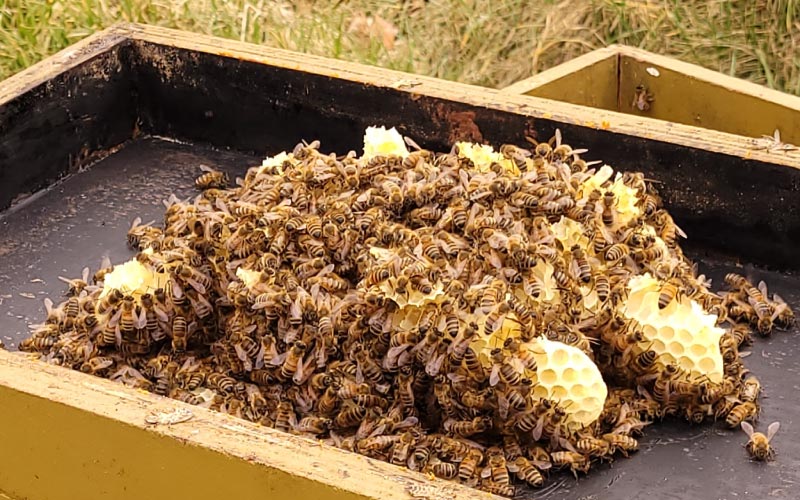 Soms Blijkt Bij De Controle Dat Het Bijenvolk Extreem Vol Zit En Deksel Vol Raten Heeft Gebouwd