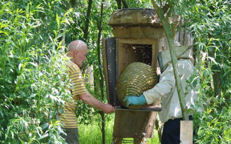Imkers Plaatsen Een Gevangen Bijenzwerm In Een Bijenkast Gemaakt Van Een Hille Boom