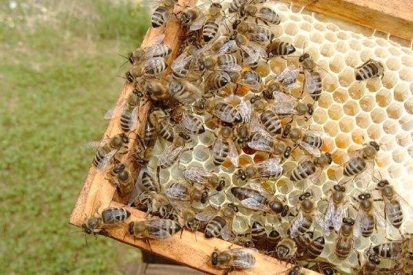 Bijen maken de raathoning helemaal zelf in een leeg bouwraam. Uitgebouwde honingraat met bijen.