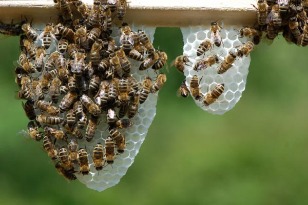 Raathoning In Een Houwraam Is Honingraat Die Bijen Helemaal Zelf Bouwen Van Zuivere Bijenwas En Vullen Met Honing