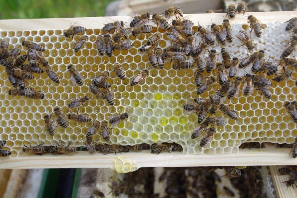 Bijen vullen de honingraat in het bouwraam met honing en verzegelen dit tot raathoning.