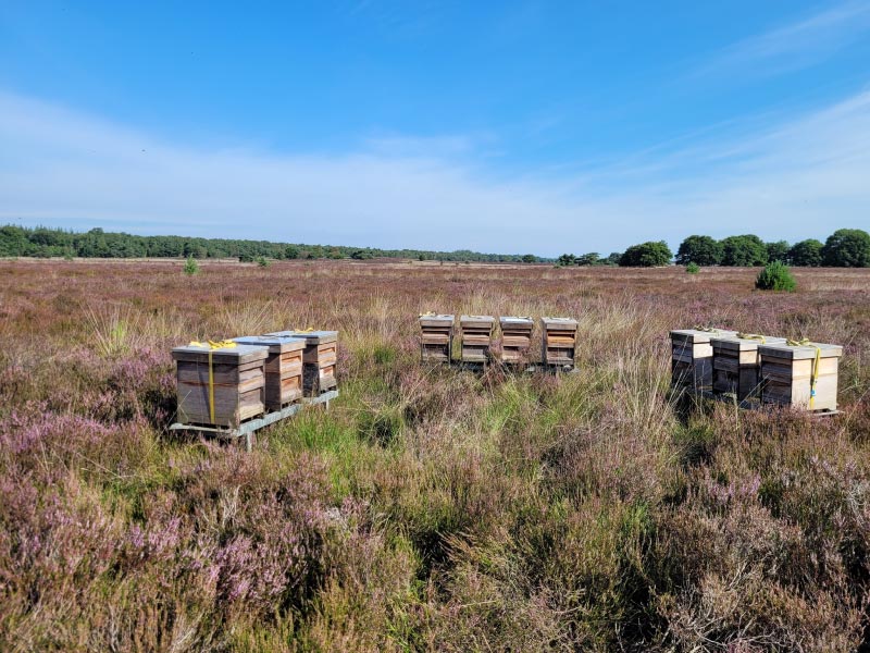 Op de Veluwse heide plaatsen we bijenkasten voor het oogsten van Nederlandse Heidehoning.