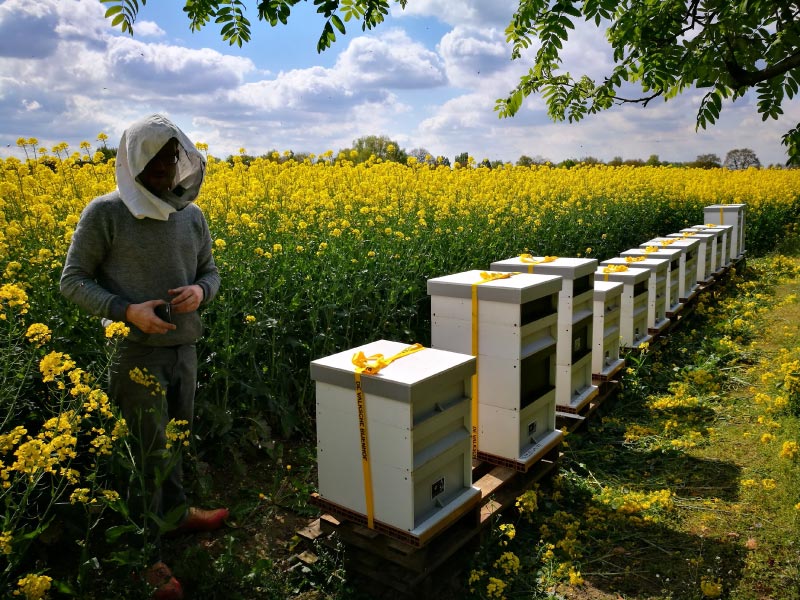 Bijenvolken geplaatst in het koolzaad voor het maken van echte koolzaadhoning. Imker Rutger Verelst inspecteert.