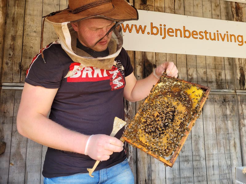 Imker berthil inspecteert de bijenvolken of ze sterk genoeg zijn voor de honingoogst in het komende jaar. Sterke volken worden in natuurgebieden geplaatst voor het maken van Nederlandse honing.