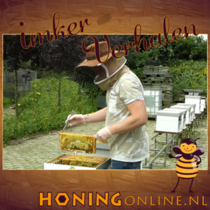 Het oogsten van Nederlandse honing. Op de foto een imker die verse honing oogst uit de bijenkast.