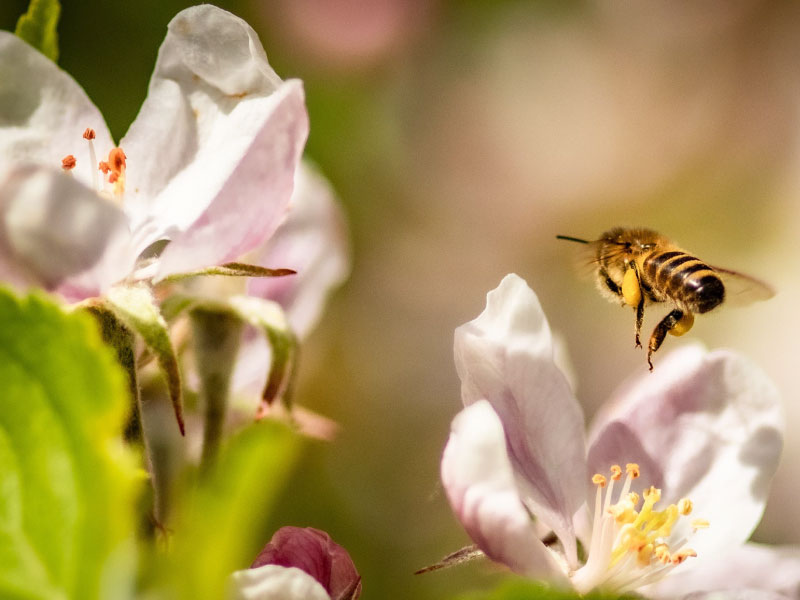 Je ziet hier een honingbij die met stuifmeel aan haar poten van bloem naar bloem vliegt om de appelbloesem te bestuiven.