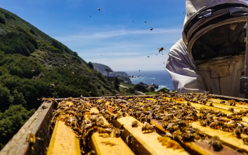 De imker uit de Balkan laat vol trots zien hoe zijn bijen echte EU honing maken. Deze honing wordt natuurlijk niet gemengd met non eu honing!