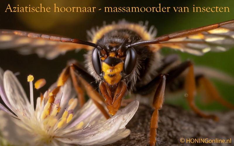 Aziatische hoornaar - De invasieve exoot die alle insecten eet en hiermee het hele ecosysteem bedreigt. Deze reuzenwesp is zeer lastig te bestrijden.