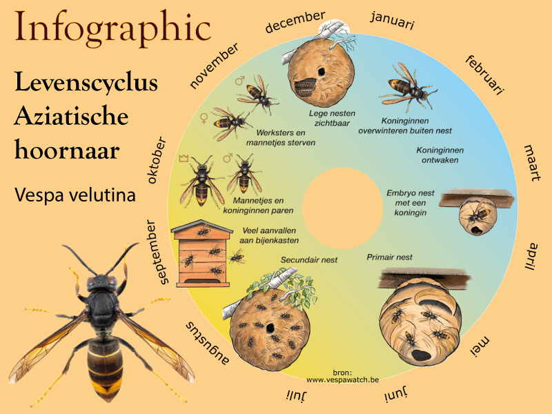 De levenscyclus van de Vespa velutina in een infographic weergegeven. De ontwikkeling van een hoornaar kolonie van koning tot volk.