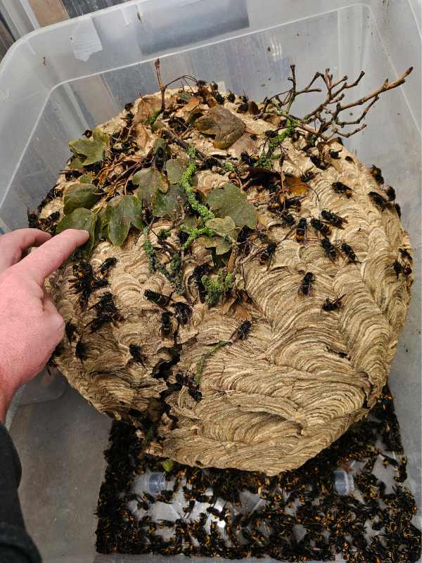 Als je een nest van de Aziatische hoornaar ontdekt moet je dit meteen melden op waarneming.nl. Op deze foto een geruimd nest vol met werksters en koninginnen van de hoornaar.