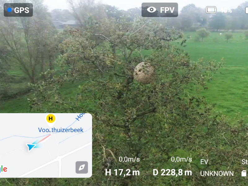 Met een drone opgespoord hoornaar nest hangt 17 meter hoog in de boom. Dit nest van Aziatische hoornaar is lasttig te zien tussen de bladeren ondanks dat het nest zo groot is als een skippy bal.