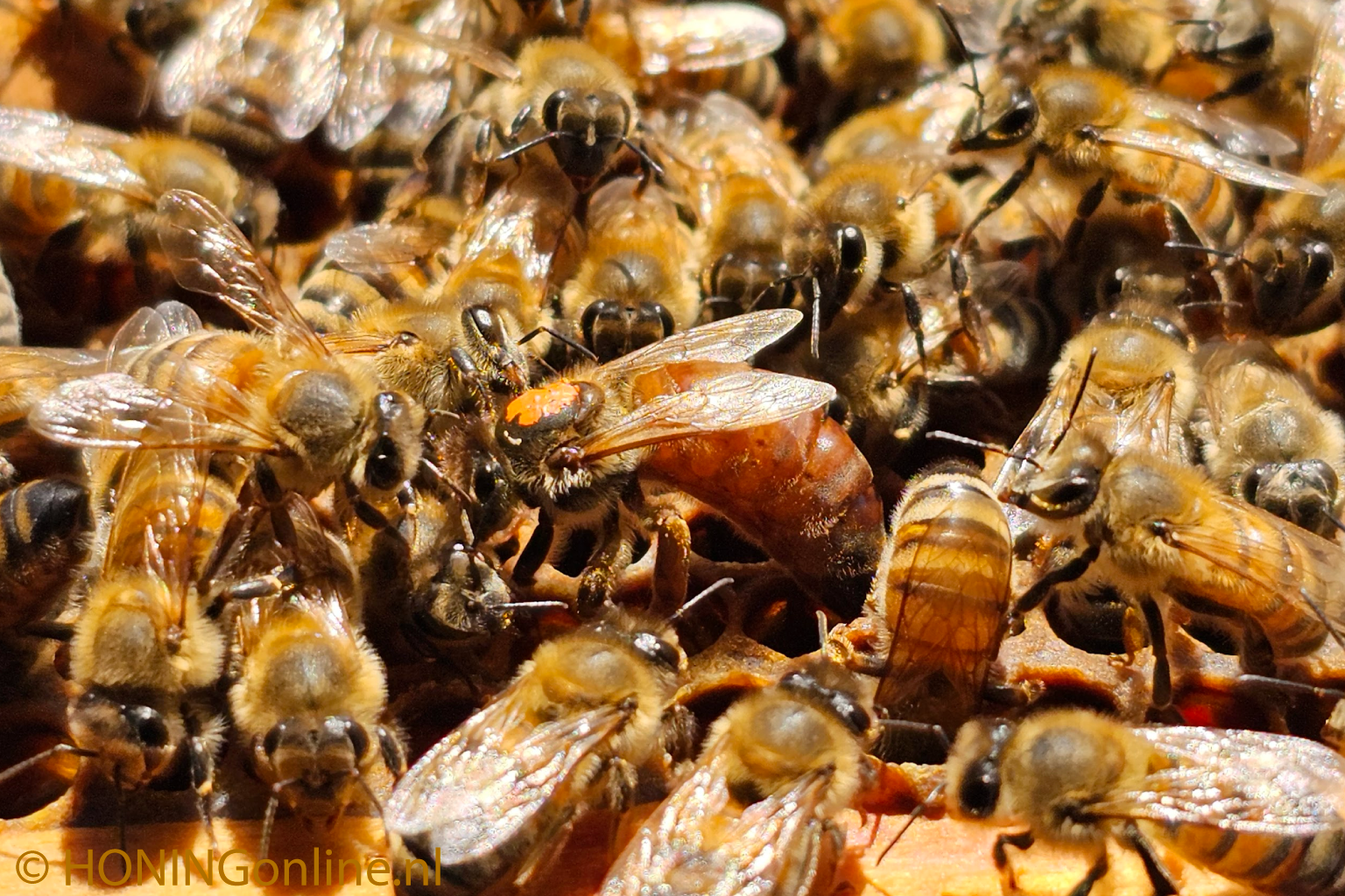 De koningin staat op het punt om een eitje met Royal Jelly te leggen in de bijenkorf. De koningin kromt voor het leggen van een eitje haar achterlijf om achterwaarts de raat in te gaan.