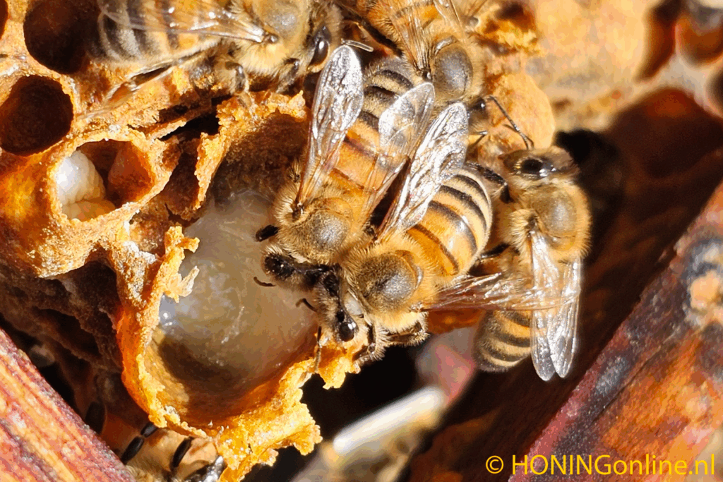 Koninginnegelei wordt door de werksters in een koninginnecel gedaan. De werkbijen voeren de larve van een bijenkoningin met dit melkachtige goedje Royal Jelly voordat het wordt geoogst.